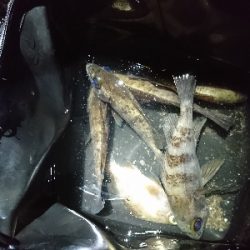 連チャンでメバリング